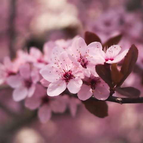 Spring blossom